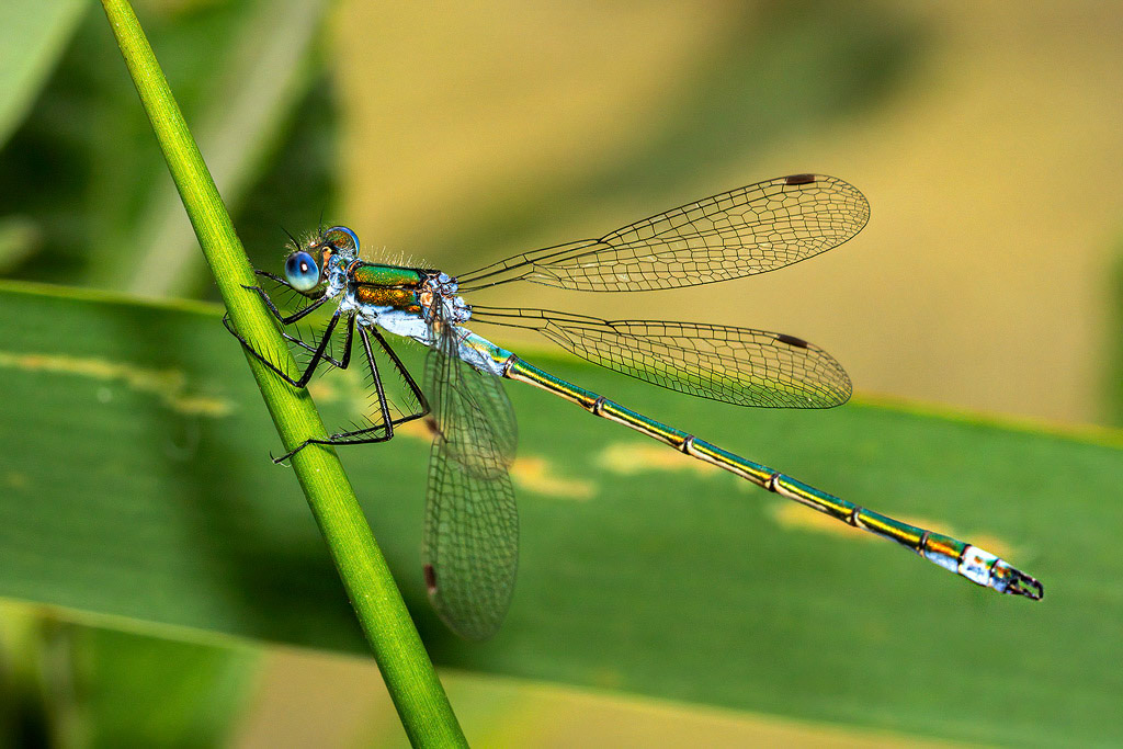 Emerald Damselfly
