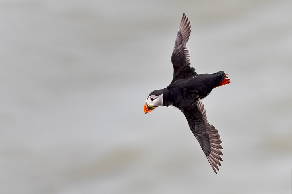 Puffin