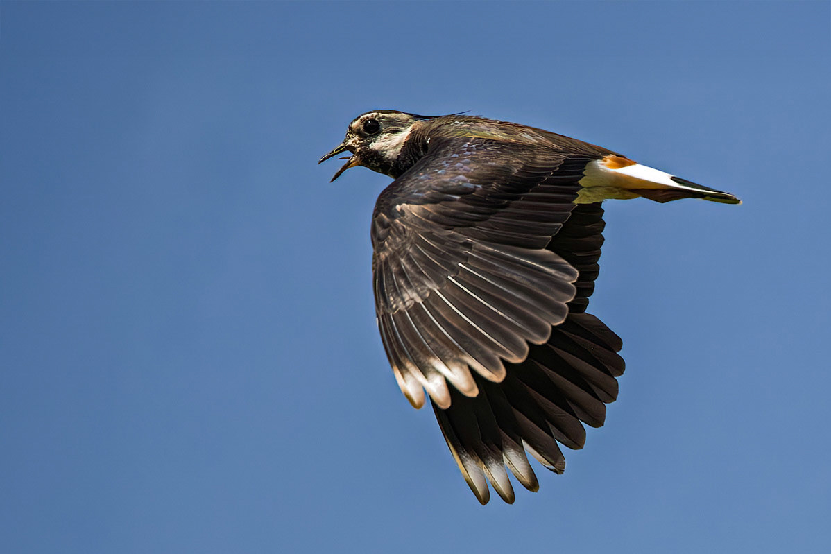 Lapwing