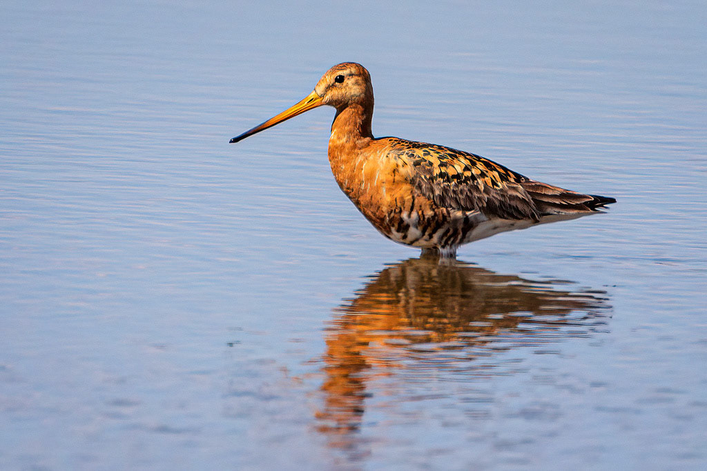 Black-tailed Godwit
