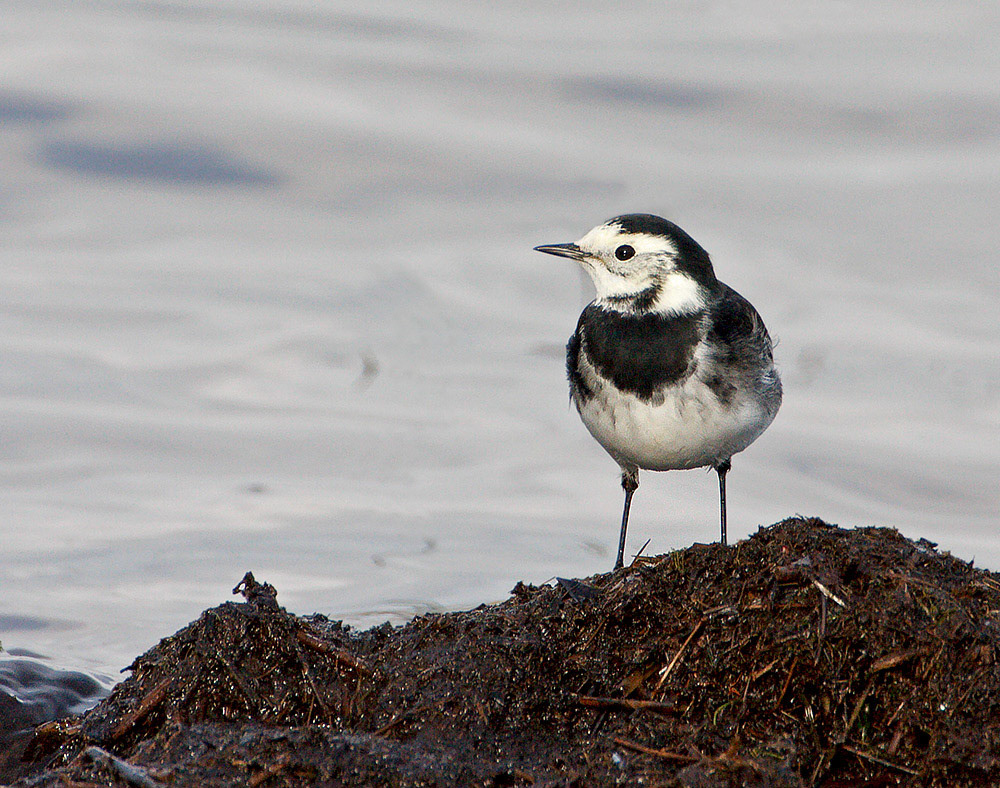 Pied Wagtail