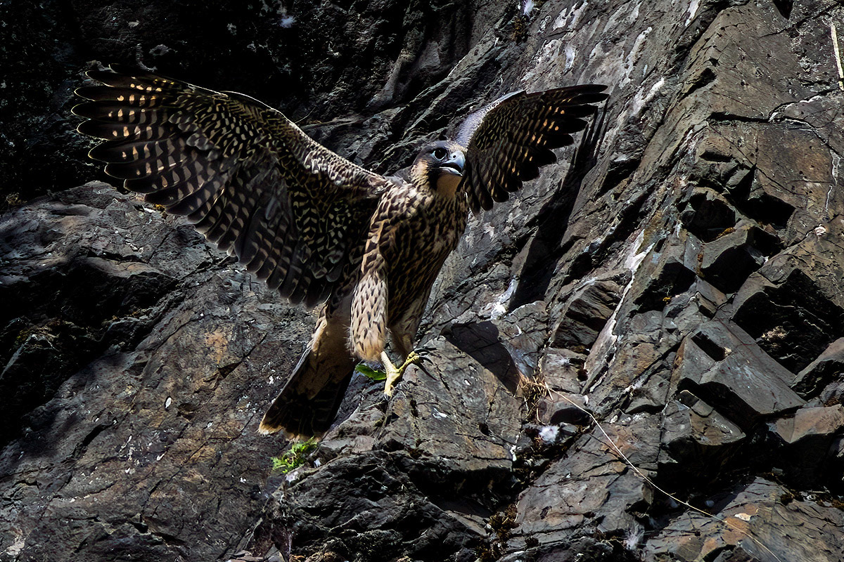 Peregrine Falcon