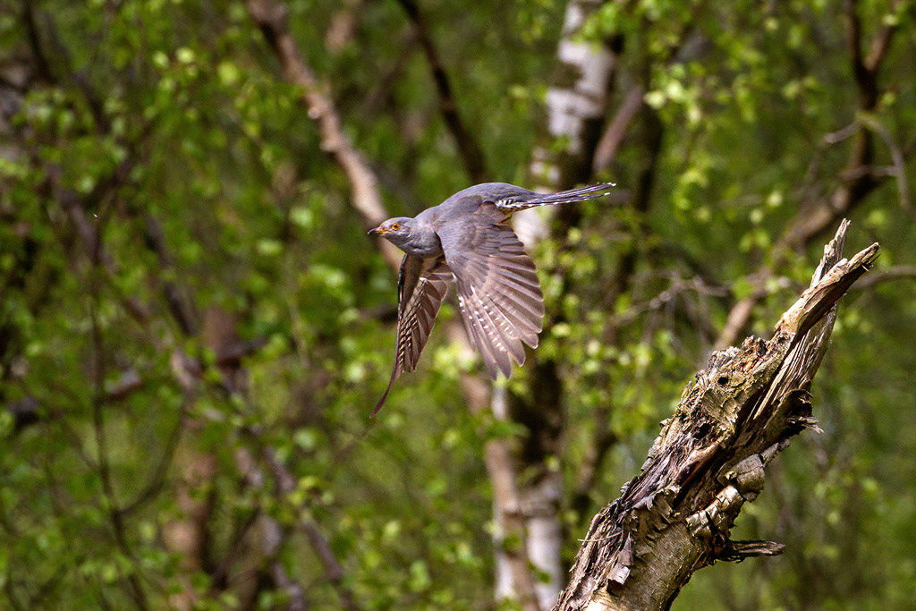 Cuckoo