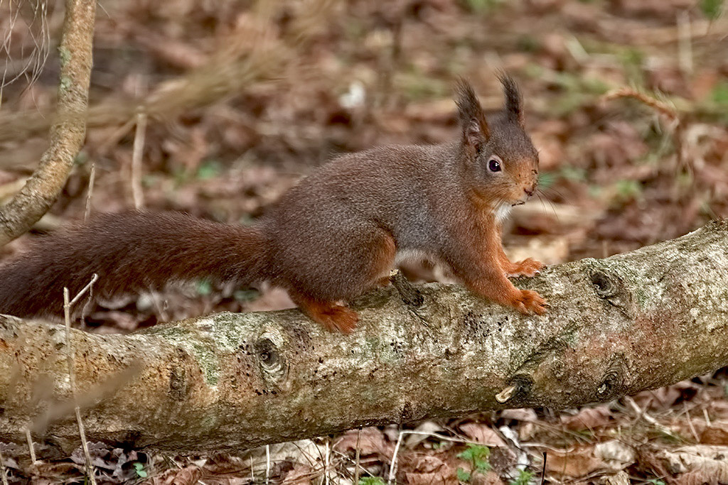 Red Squirrel