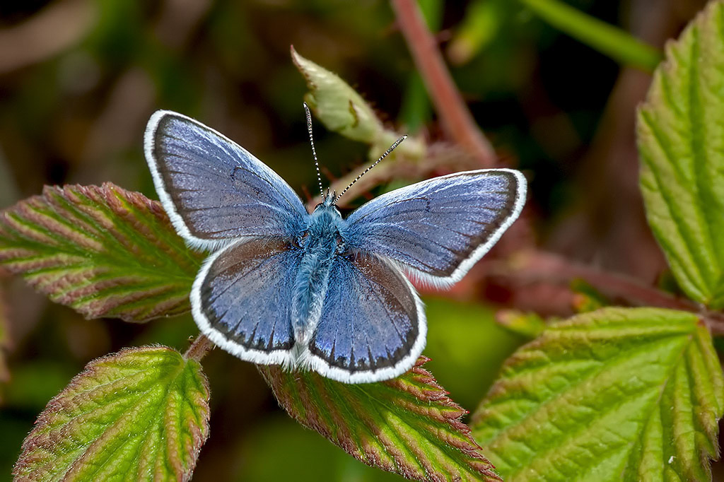 Silver-studded Blue