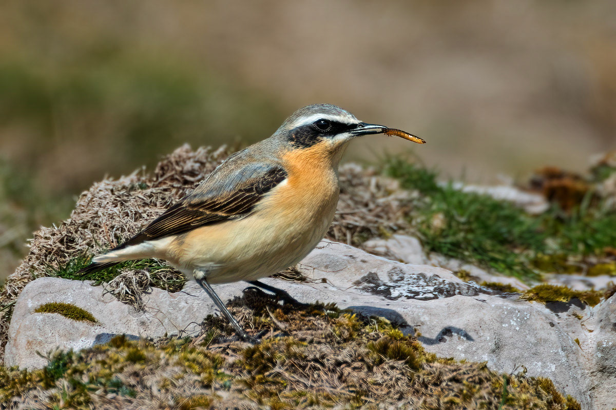 Northern Wheatear
