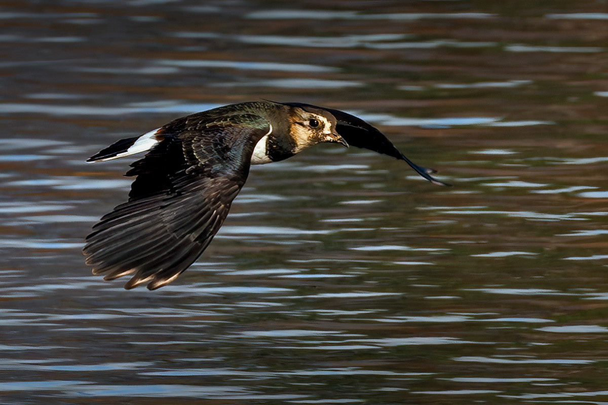 Lapwing