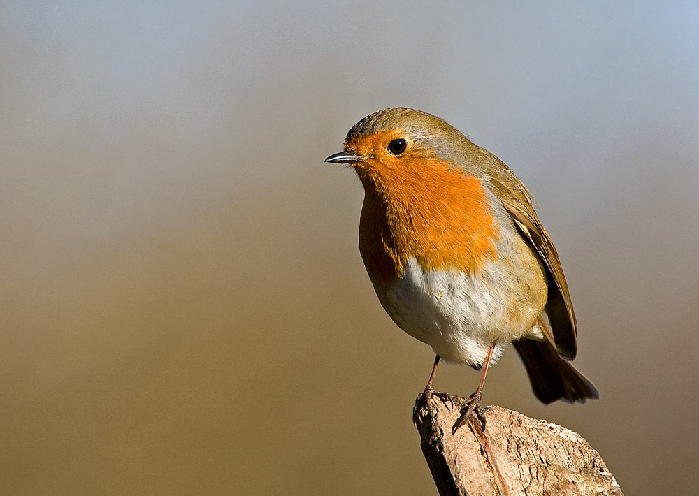 Robin