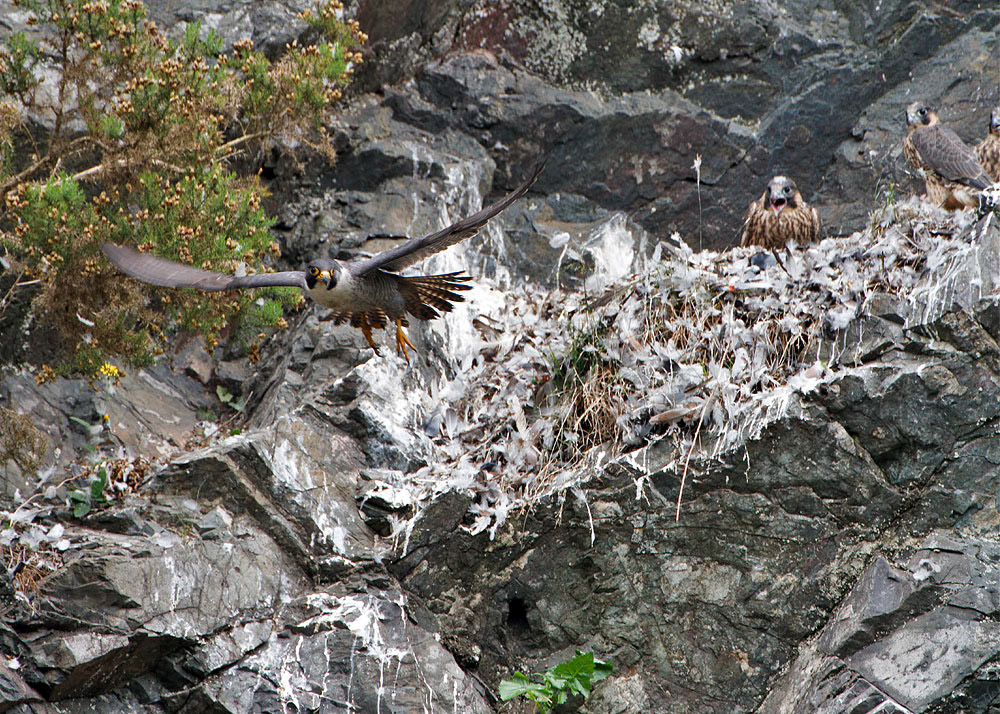 Peregrine