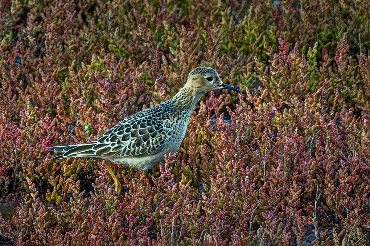 Buff-breasted Sandpiper