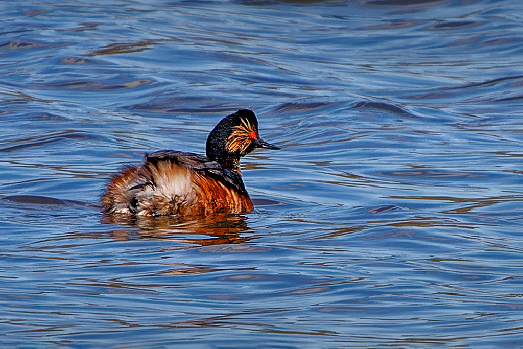 Black-necked Grebe