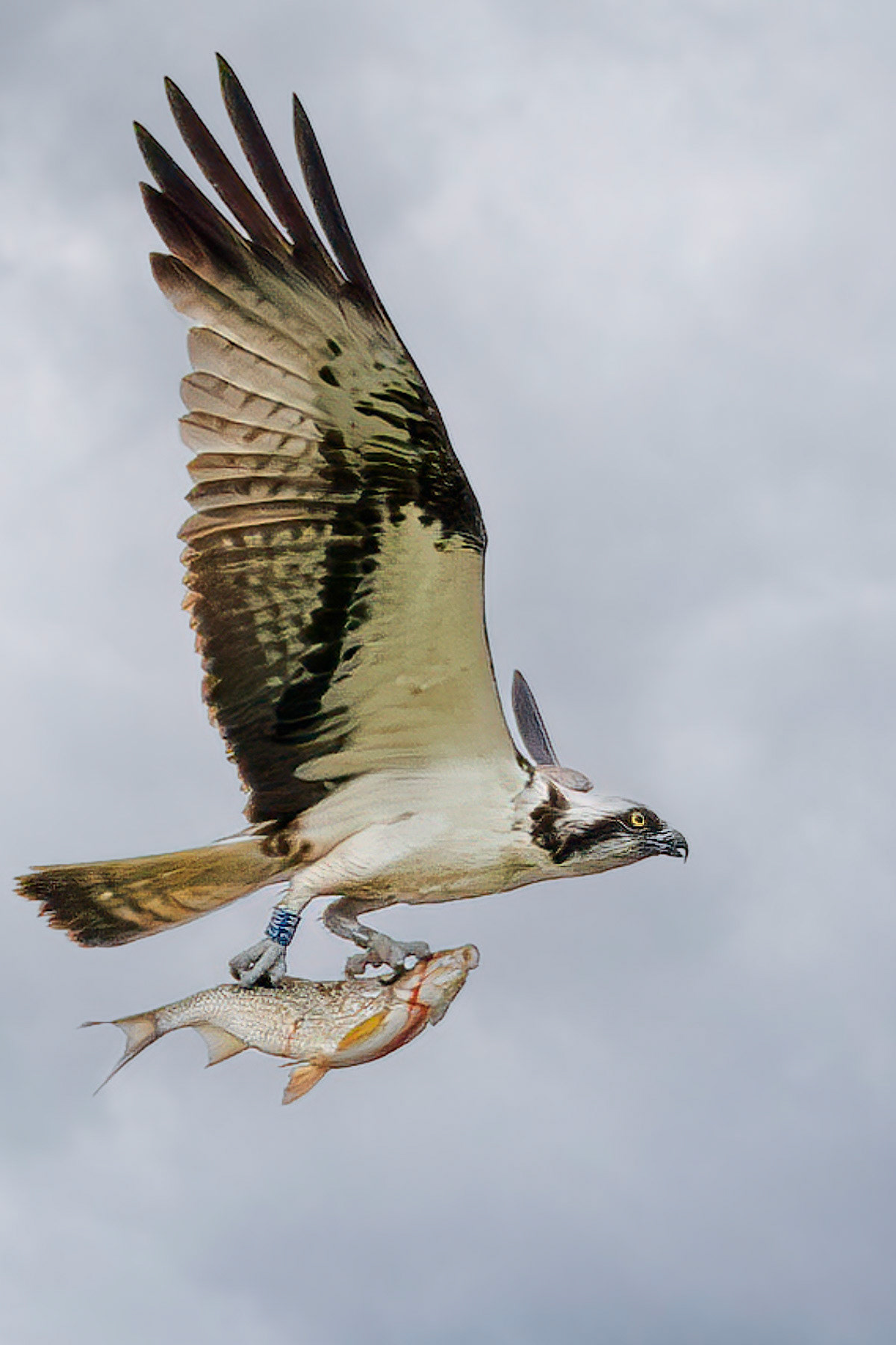 Osprey