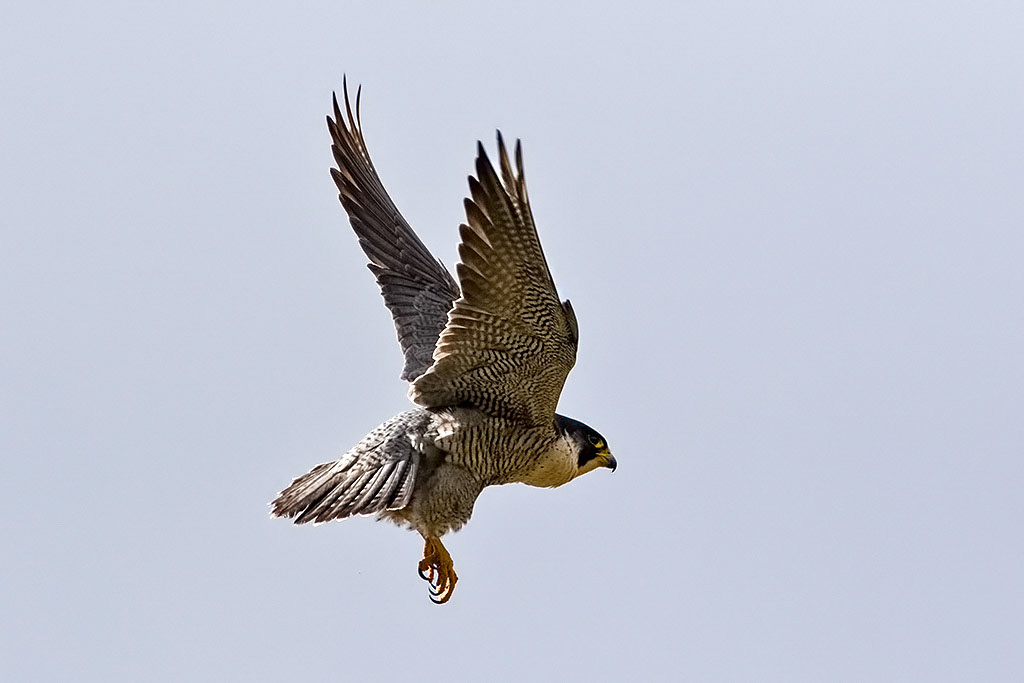 Peregrine