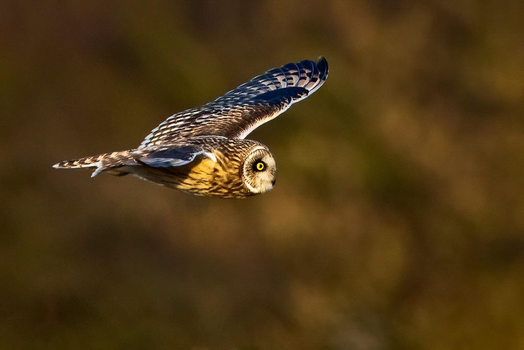 Short-eared Owl