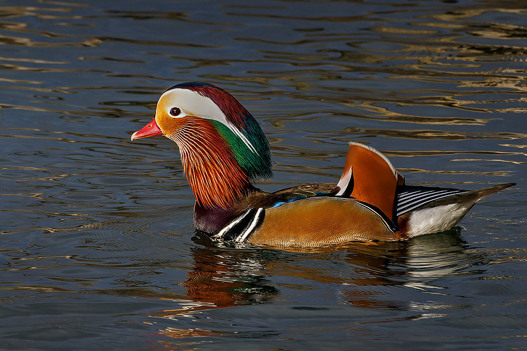 Mandarin Duck