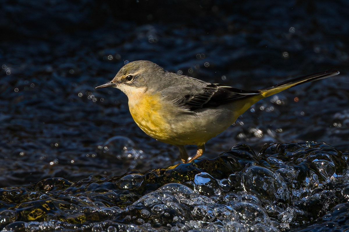 Grey Wagtail