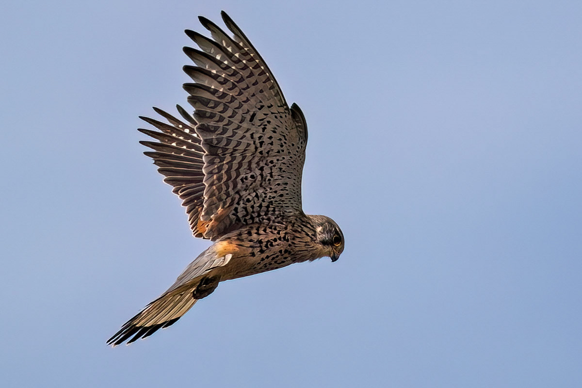 Kestrel