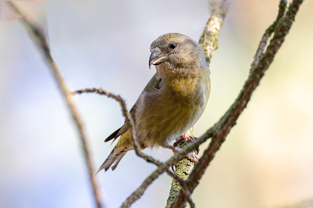 Crossbill