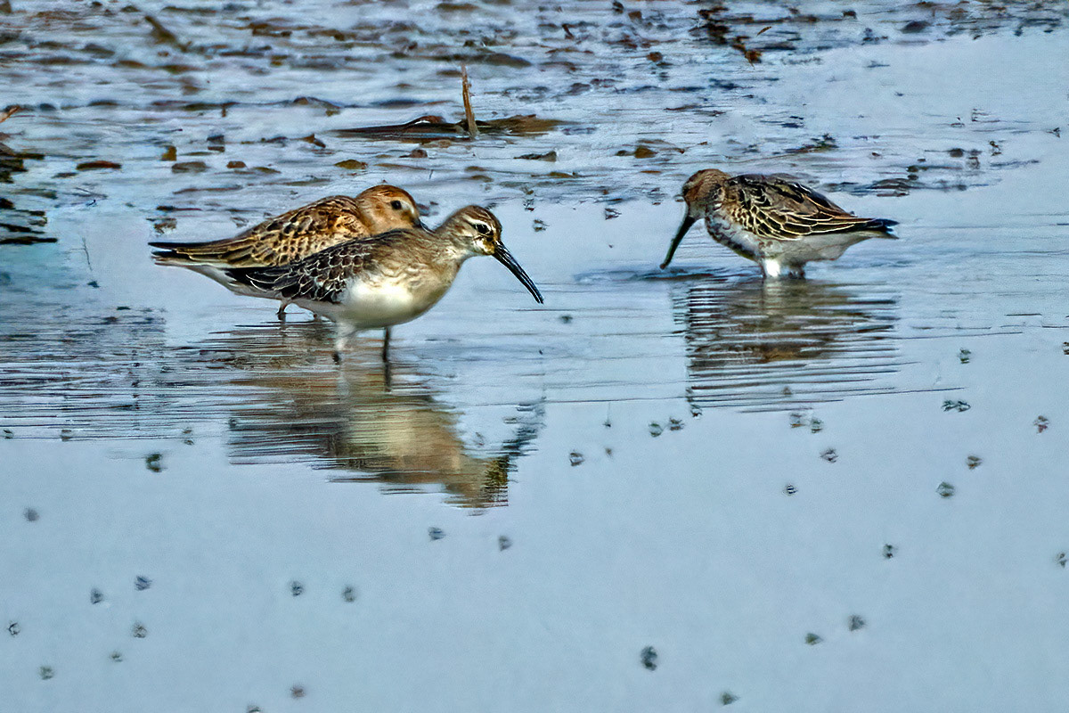 Curlew Sandpiper