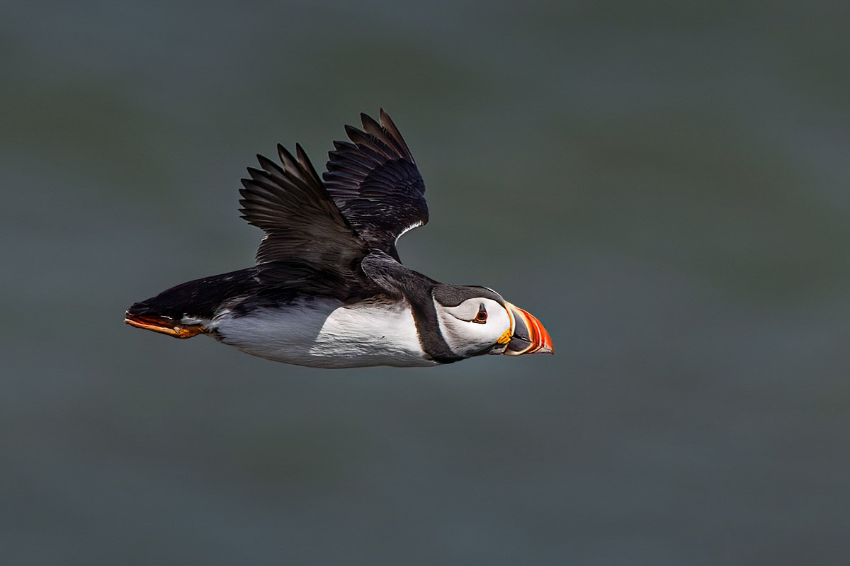 Puffin