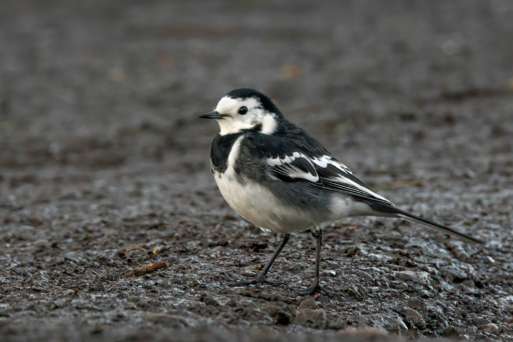 Pied Wagtail