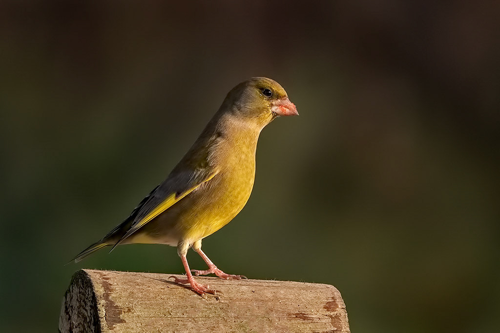 Greenfinch