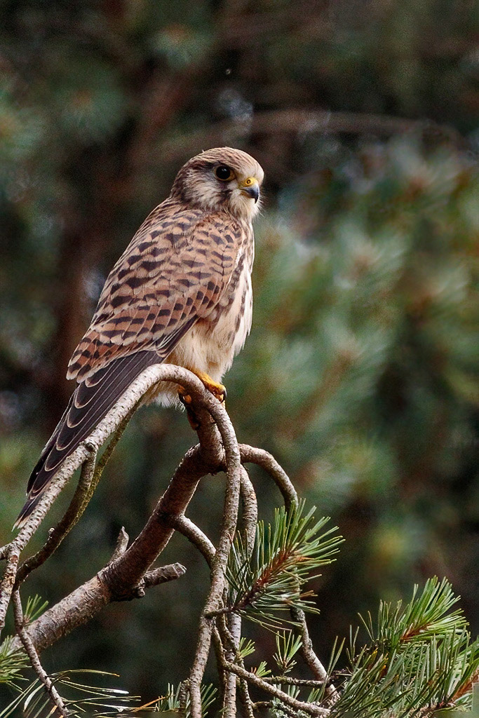 Kestrel