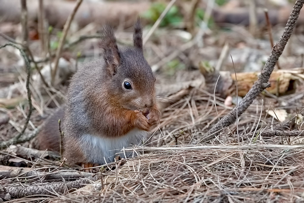 Red Squirrel