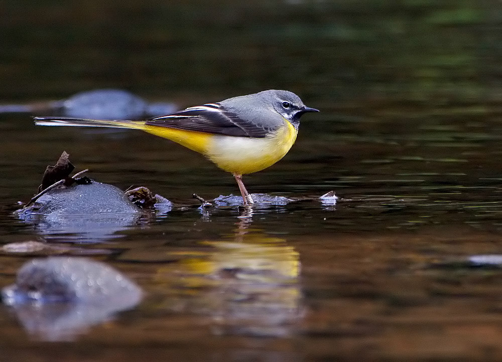 Grey Wagtail