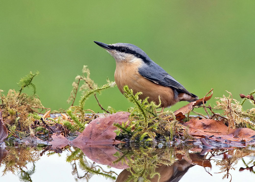 Nuthatch