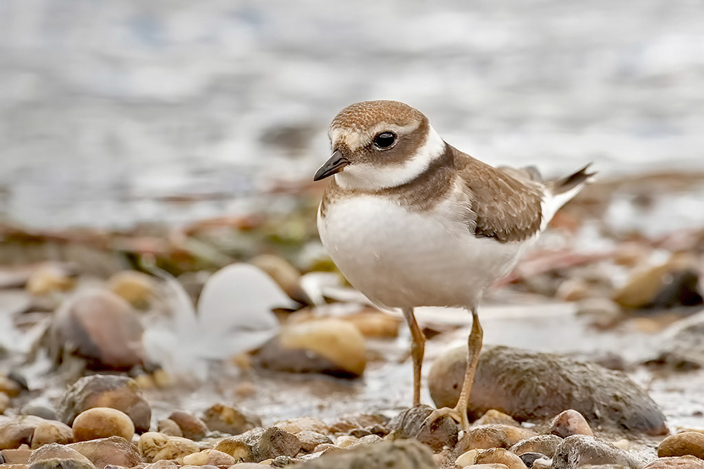 Ringed Plover