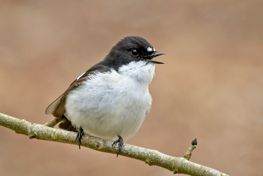 Pied Flycatcher