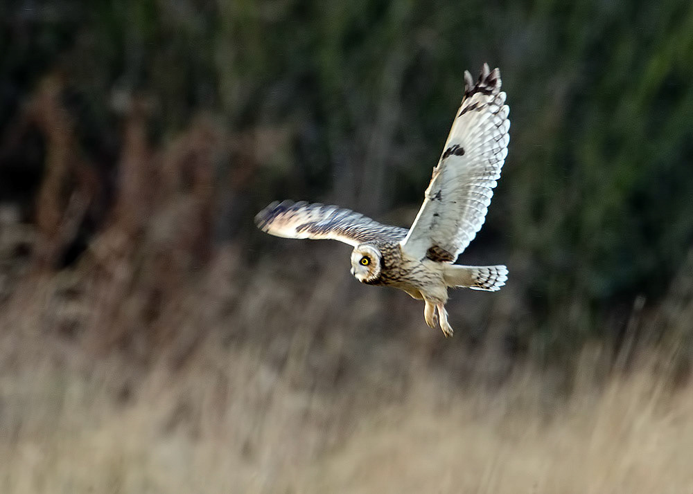 Short-eared Owl