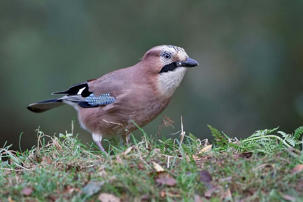 Jay