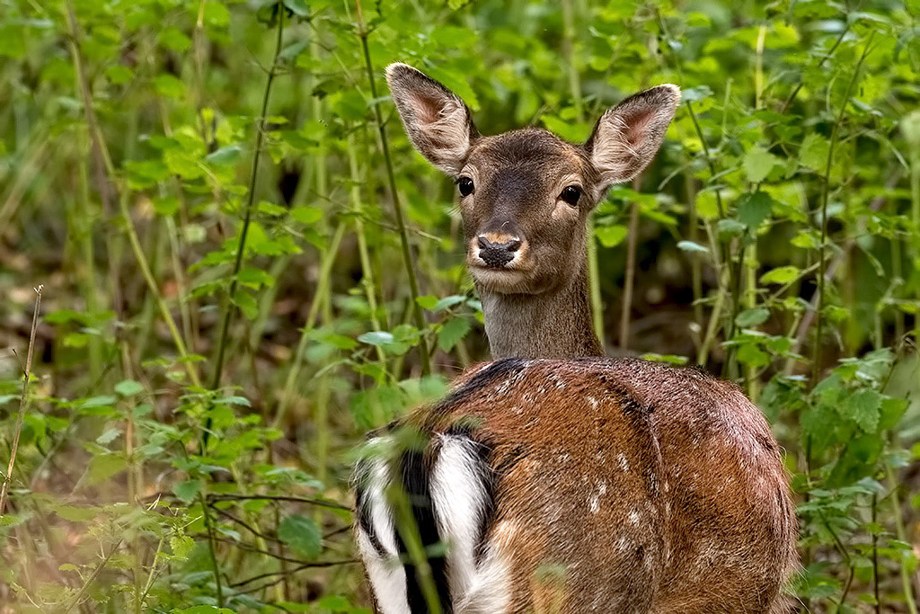Fallow Deer