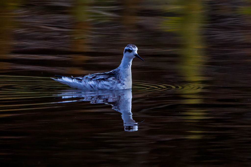 Red-necked Phalarope