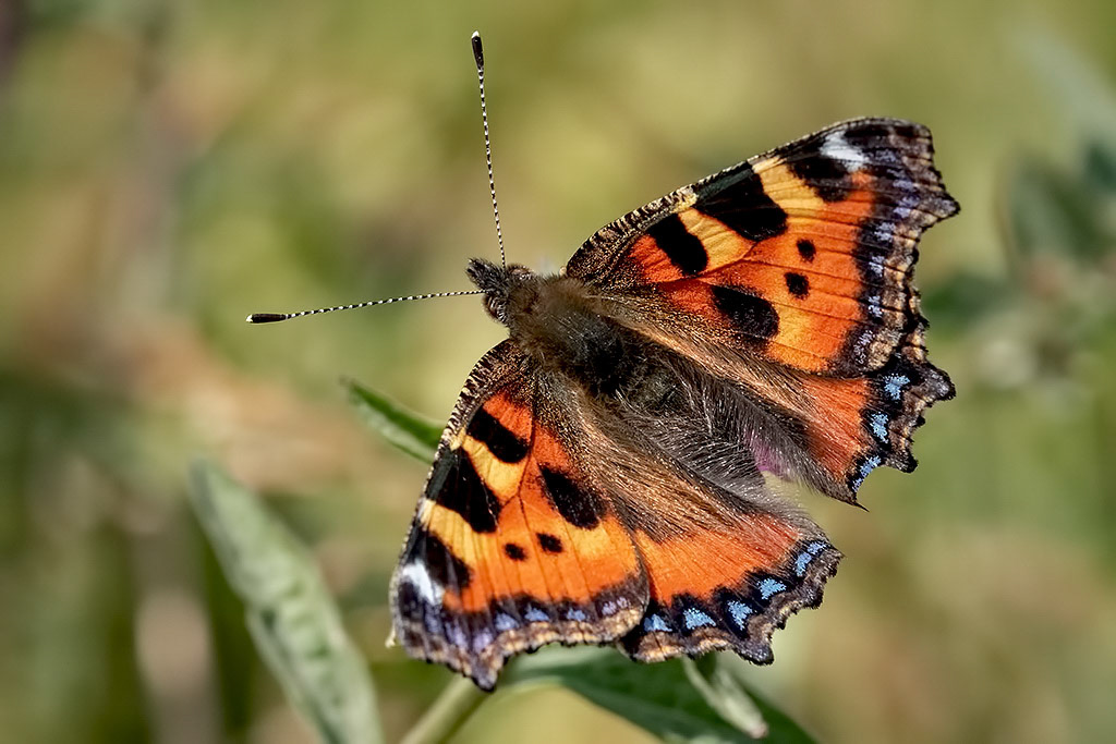 Small Tortoiseshell
