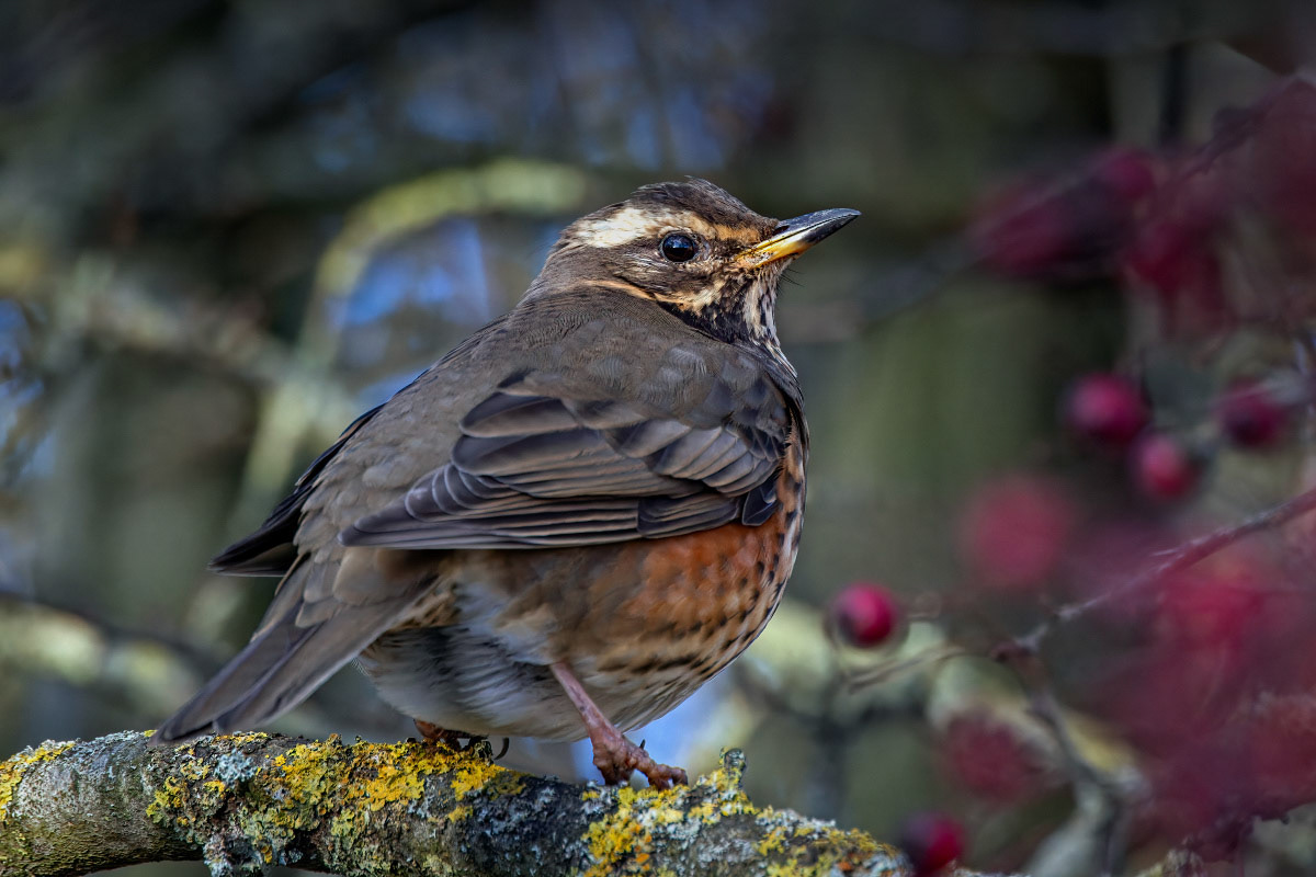 Redwing
