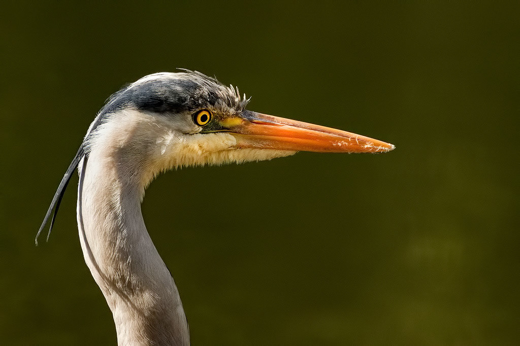 Grey Heron