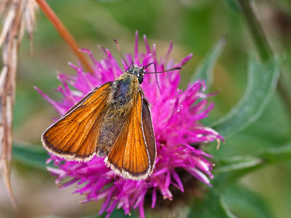 Small Skipper