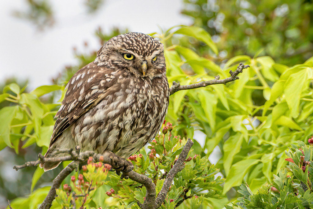 Little Owl