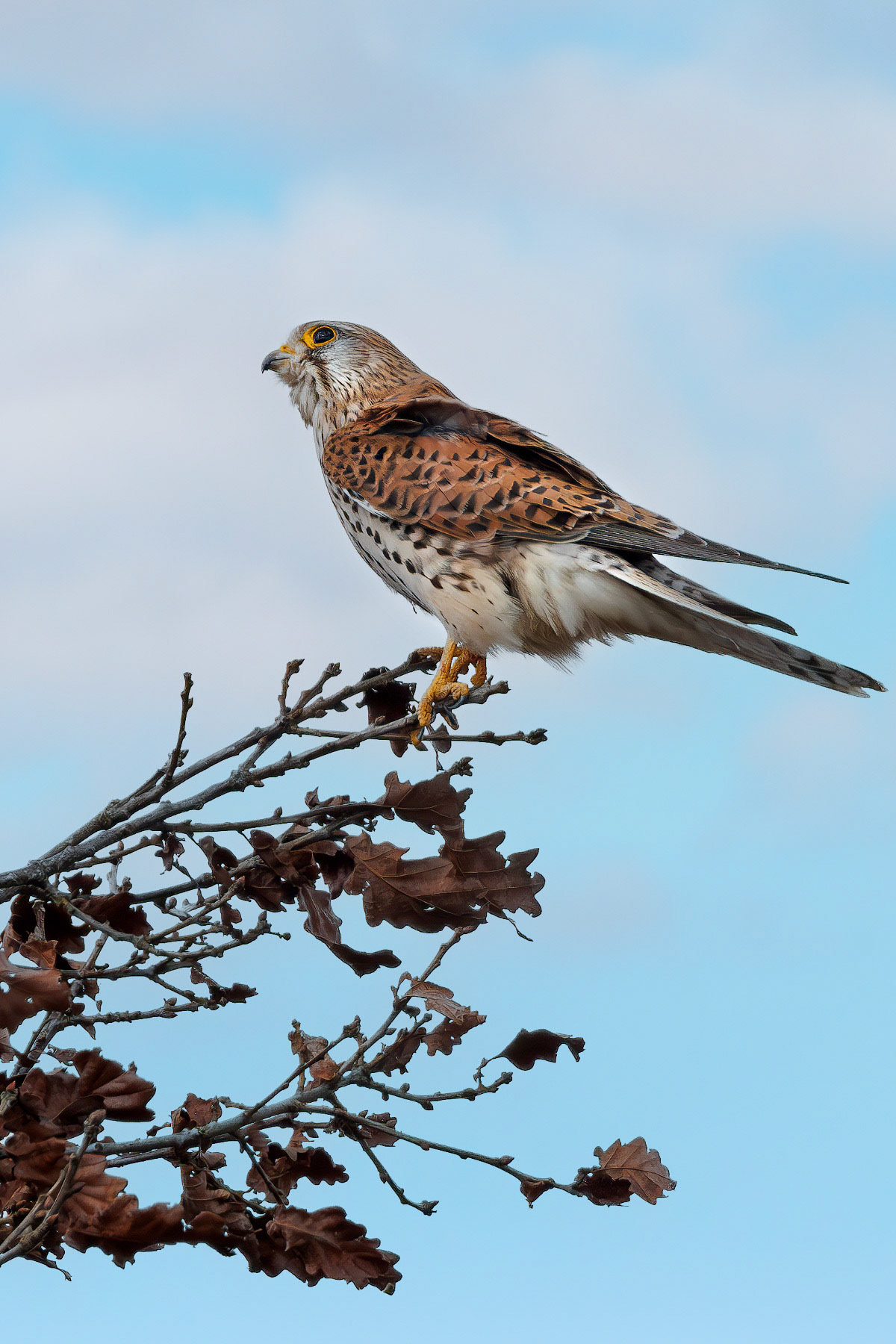 Kestrel