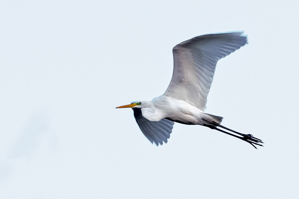 Great White Egret