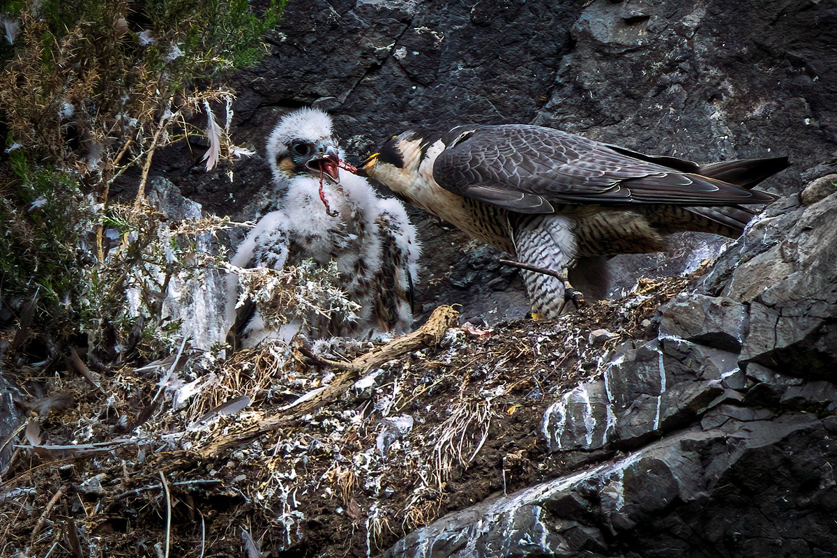 Peregrine
