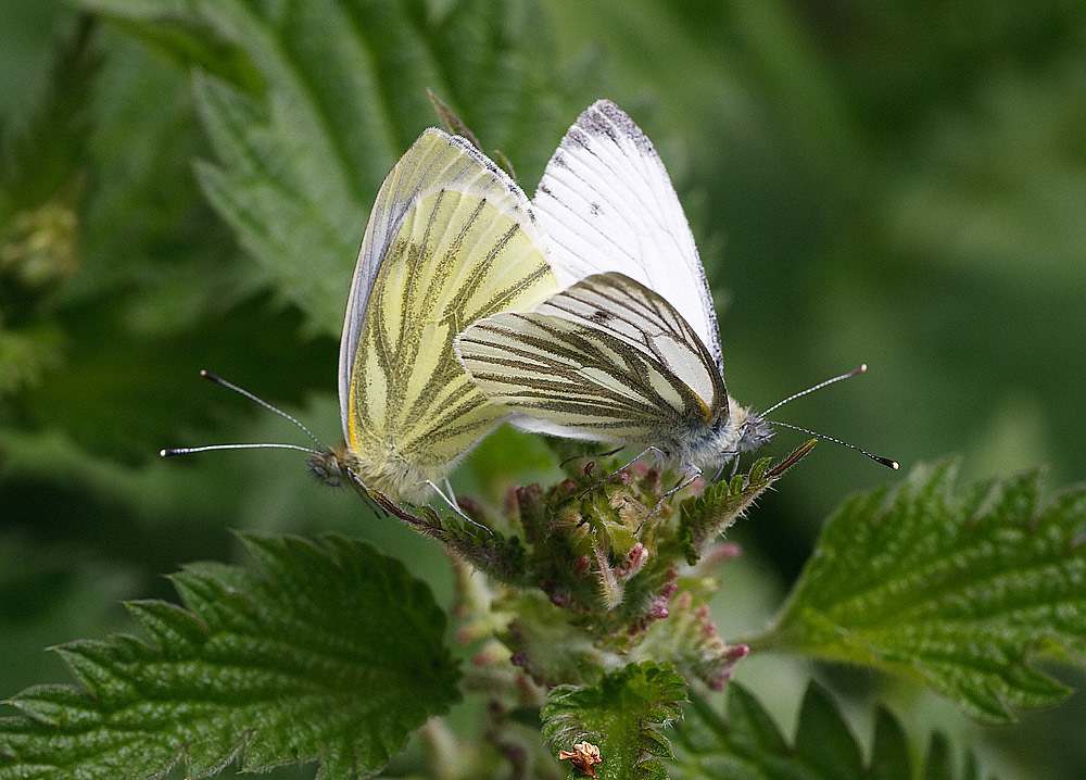 Green-veined White