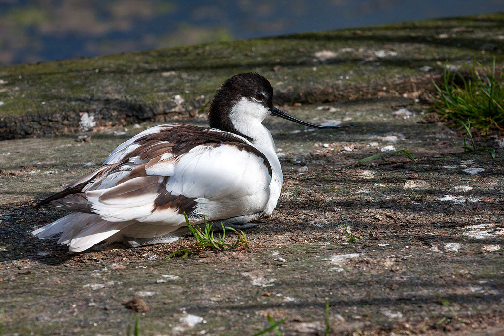 Avocet