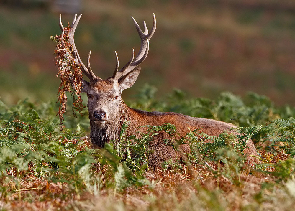 Red Deer