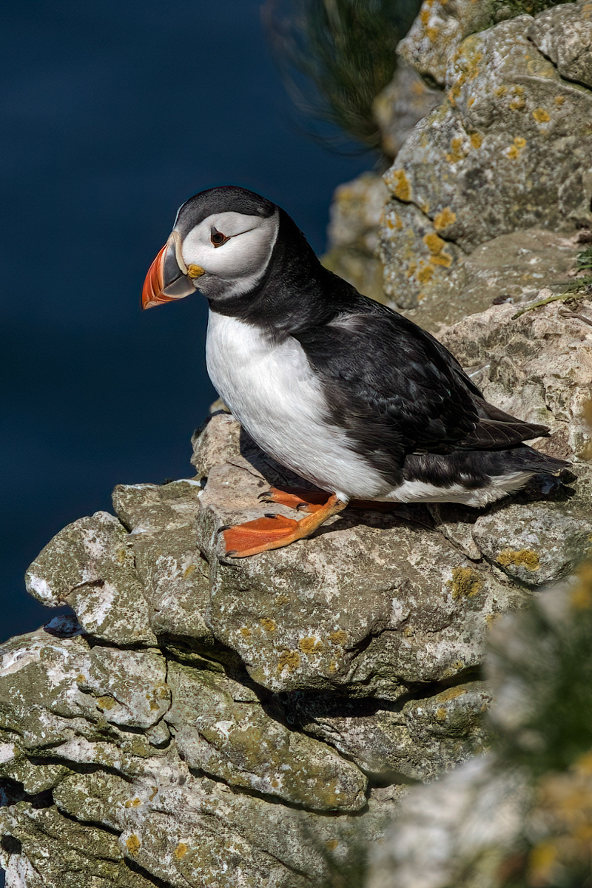 Puffin