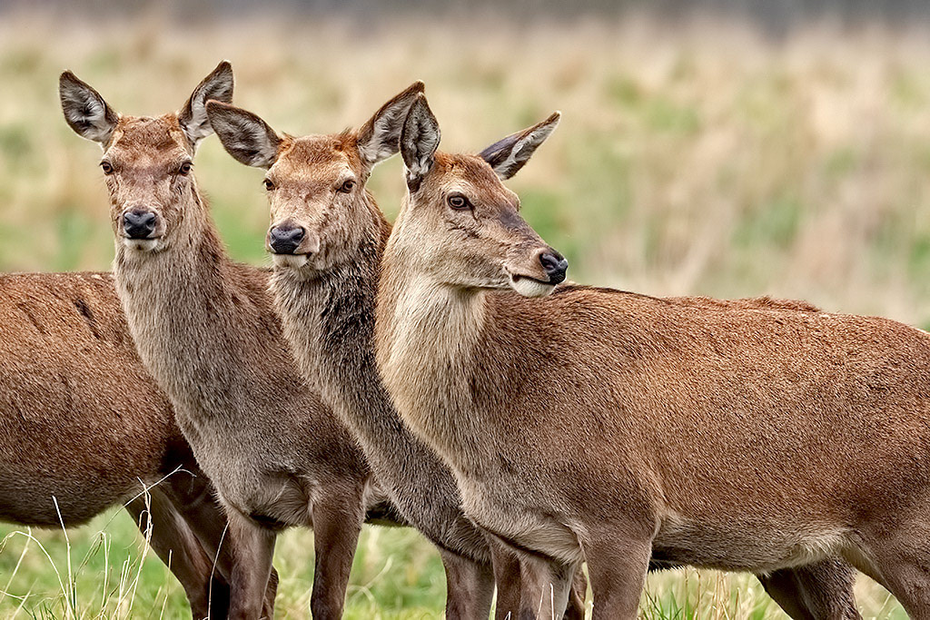 Red Deer