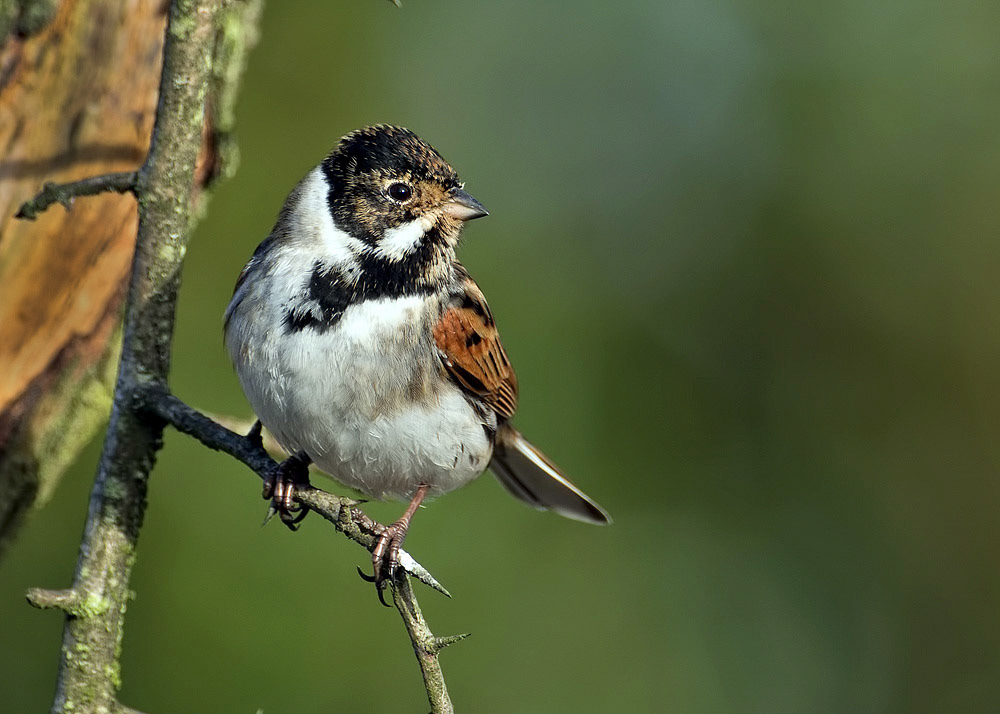 Reed Bunting